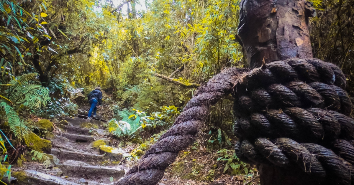 Foto que muestra árboles y un sendero ecológico 