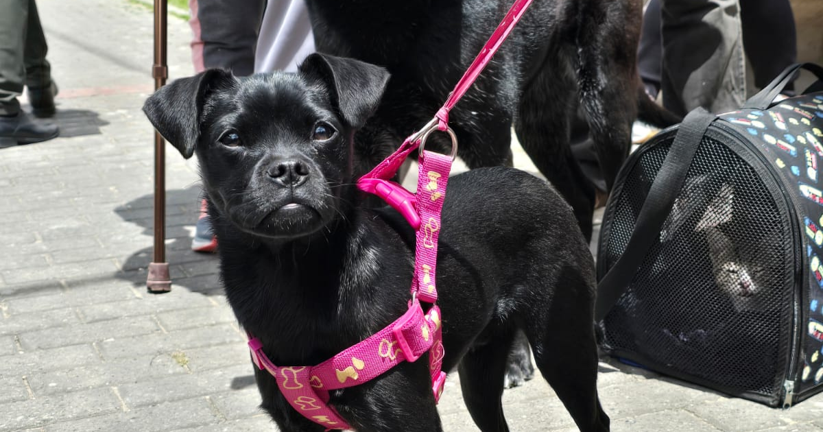 Foto de un perro negro con una pechera rosada 