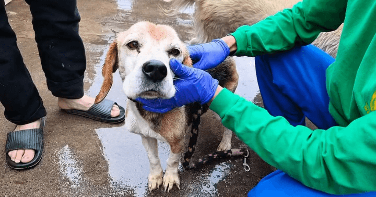 Personal veterinario atiende a un perro de compañía durante operativo de rescate en el barrio La Gloria Oriental en la localidad de San Cristóbal en Bogotá.