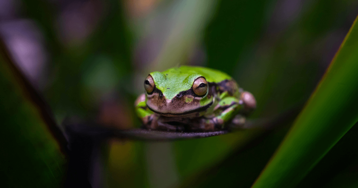 Rana verde de ojos dorados posada sobre una hoja, rodeada de vegetación tropical desenfocada.
