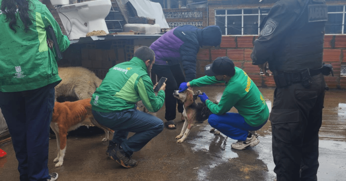 Funcionarios del IDPYBA y la Policía de Bogotá en operativo de rescate de nueve animales.