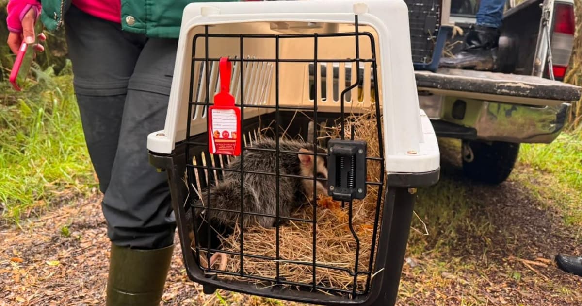 Una zarigüeyas andina en un guacal siendo transportada para ser liberada 