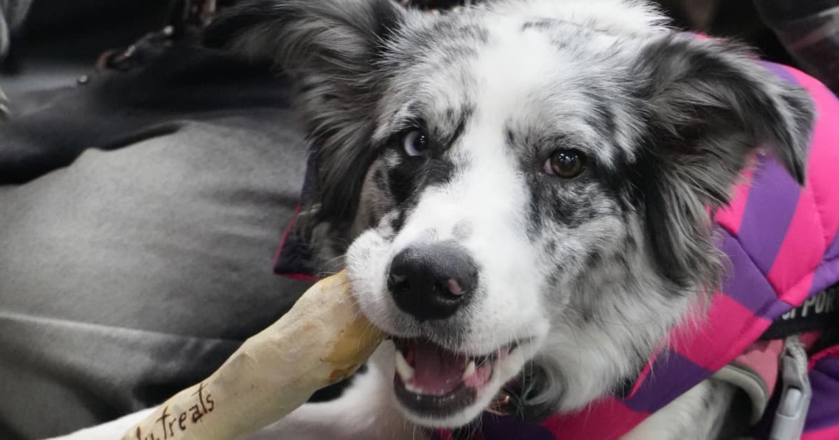 Foto de un perro al interior de una vivienda en Bogotá.