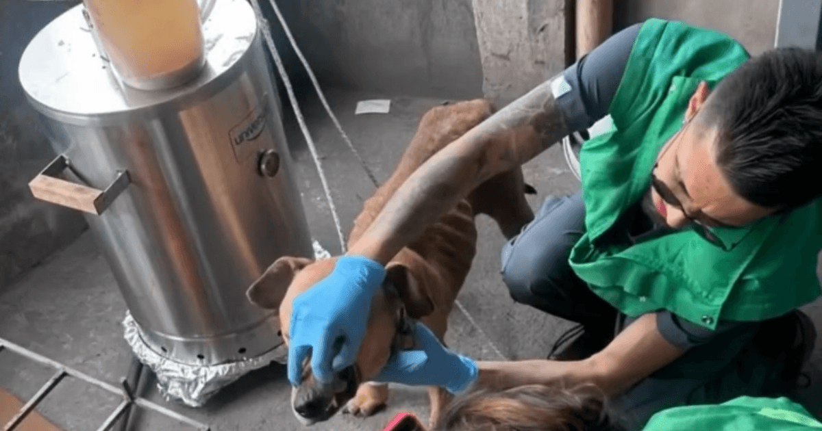 Atención veterinaria a un perro de color café durante un procedimiento de valoración en un espacio interior. Una persona con chaleco verde y guantes azules sostiene al animal junto a un equipo metálico utilizado para atención o tratamiento.