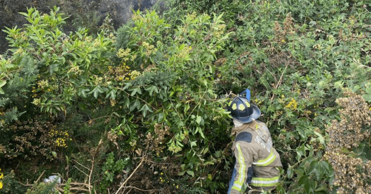Persona con traje de bombero realiza labores entre vegetación densa en una zona de ladera cubierta por arbustos y plantas verdes.