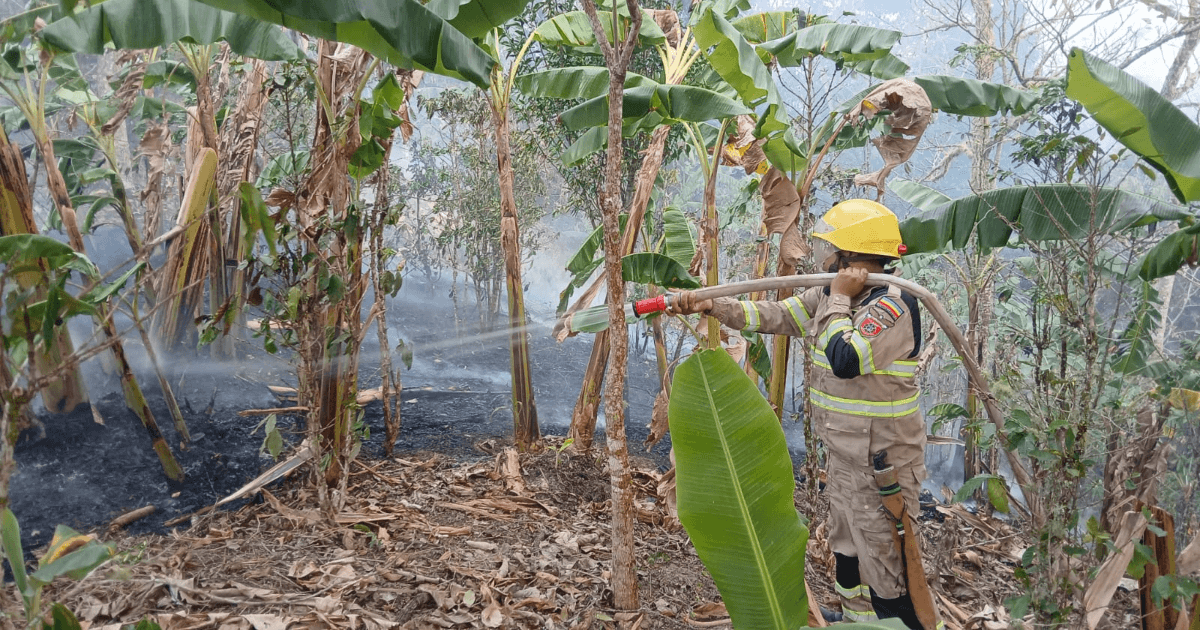 Incendio forestal de baja altura en una zona con árboles y vegetación; se observa humo disperso entre los troncos y el suelo cubierto de hojas secas y material vegetal.