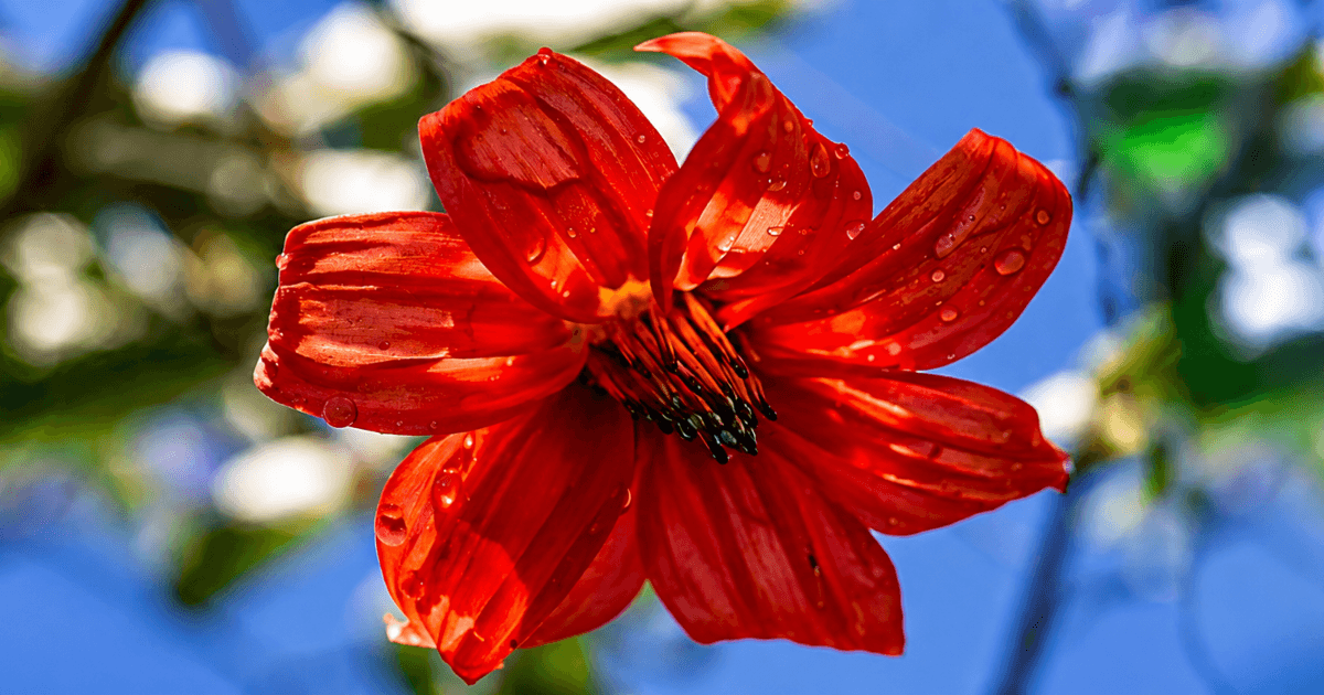 Primer plano de una flor roja con pétalos cubiertos de gotas de agua, iluminada por la luz natural, sobre un fondo desenfocado en tonos azules, blancos y verdes.
