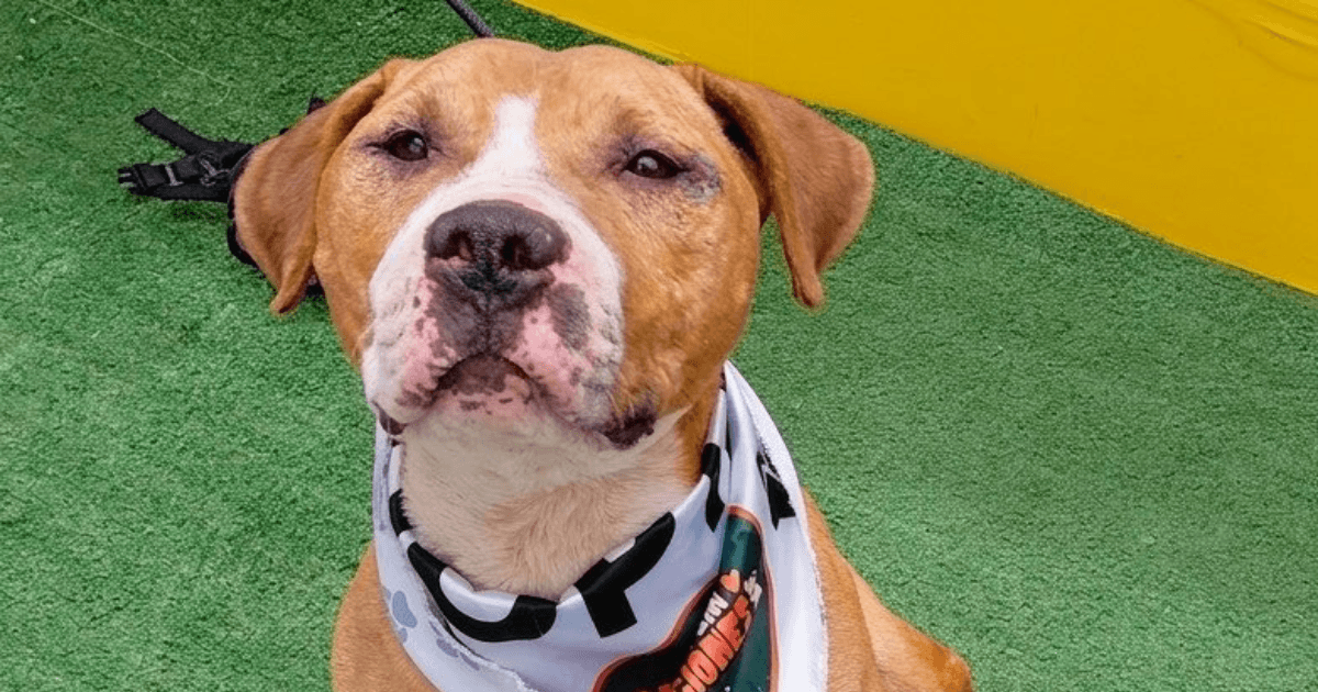 perro marrón con pañoleta blanca mira a la cámara en un escenario con fondo de pasto artificial
