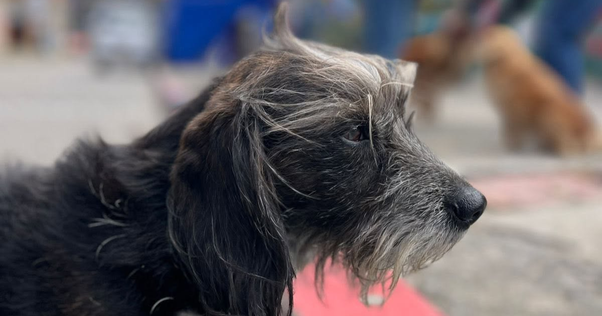 Foto de un perro negro 