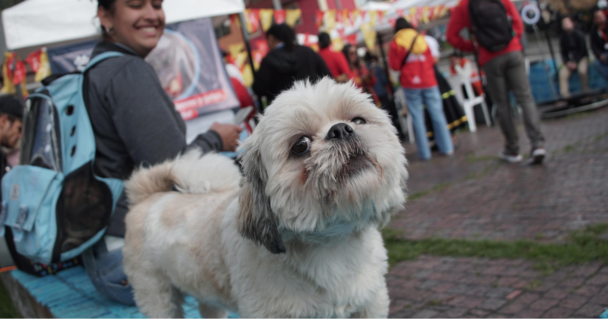 Foto de un perro raza shih tzu color blanco 