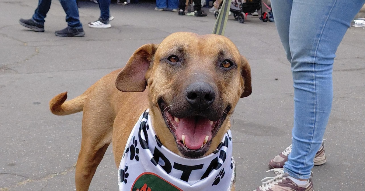 Perro de pelaje café y hocico oscuro, con pañuelo blanco estampado, sostenido con correa durante una jornada de adopción. El animal ocupa el primer plano de la imagen mientras, al fondo, se observan asistentes y mascotas en un espacio al aire libre.