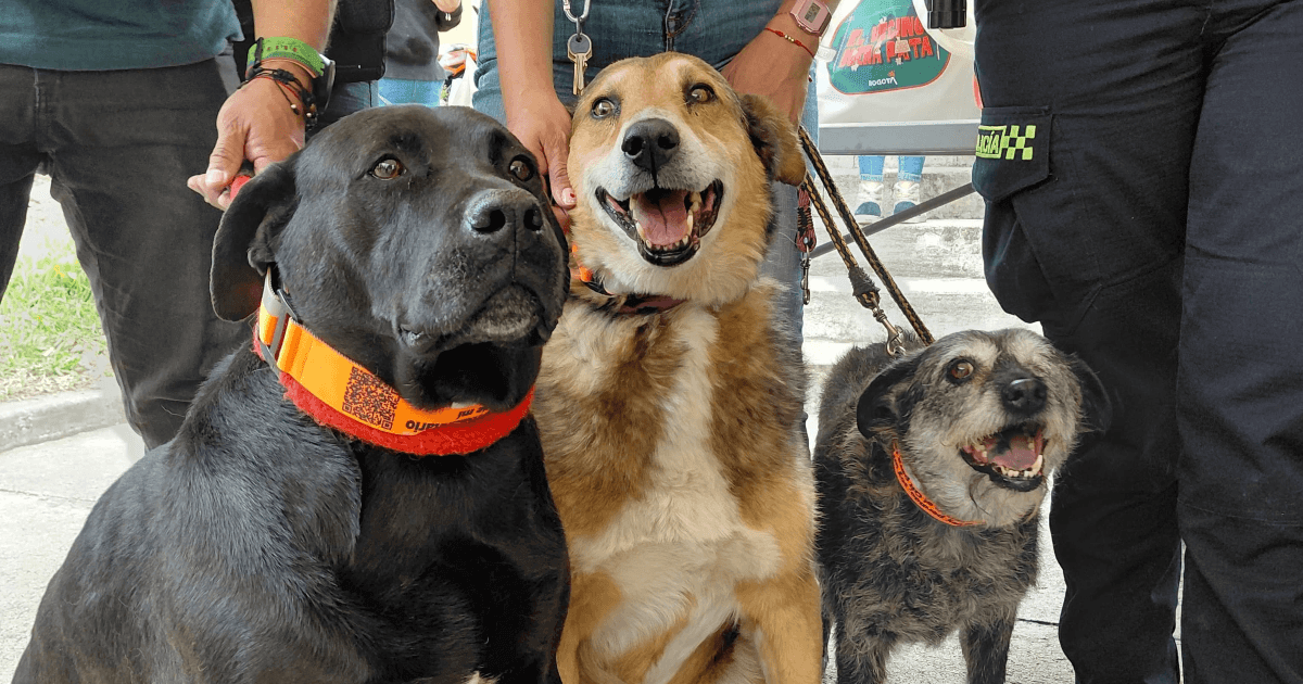 Tres perros de distintos tamaños y colores posan juntos durante una jornada de adopción. Los animales llevan collares naranjas y están acompañados por varias personas en un espacio exterior.
