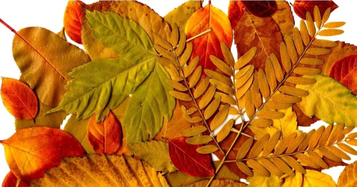 Cumpleaños de Bogotá 2025 actividades con BibloRed 13 agosto 2025