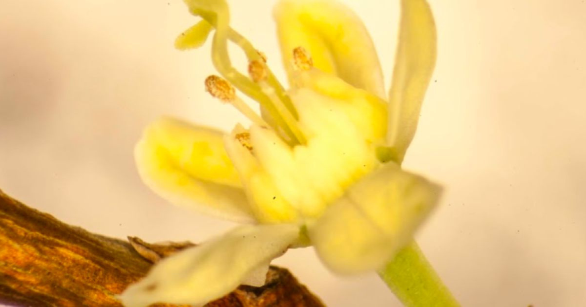 planes-en-bogota-exposiciones-de-la-bienal-bog25-en-la-cinemateca