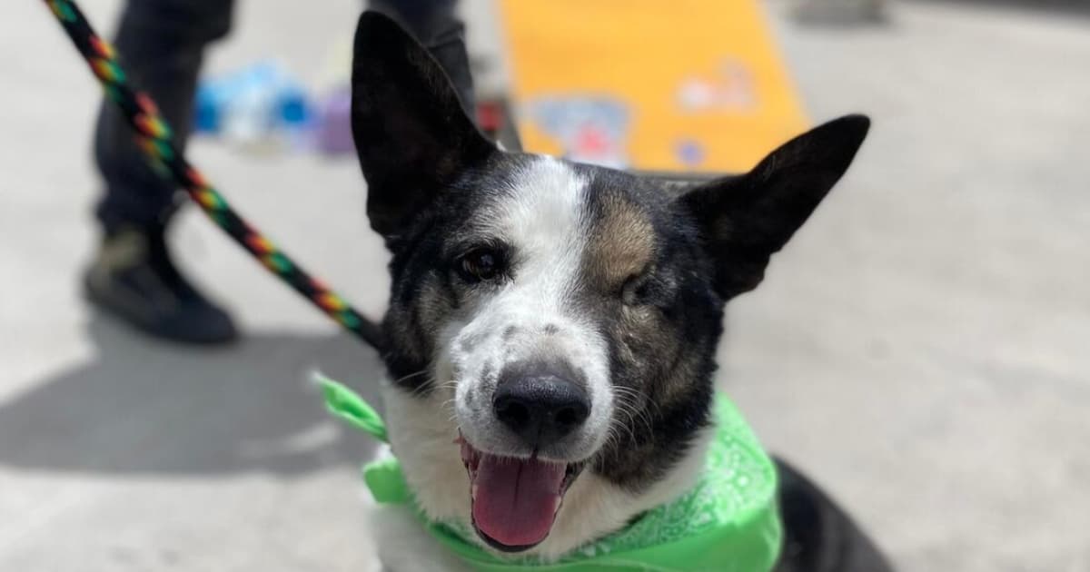 Foto de perro rescatado en Bogotá.