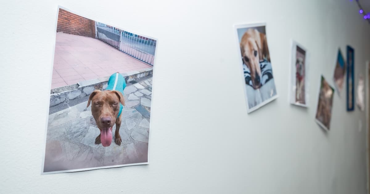Fotografías de perros en una pared