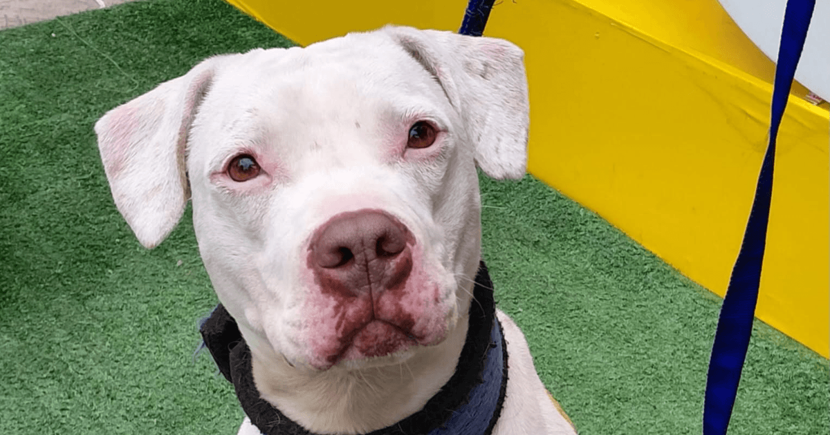 Primer plano de un perro blanco con arnés negro, sentado sobre césped sintético verde.