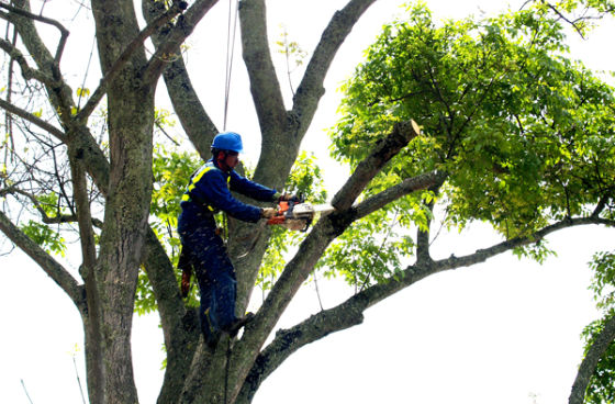 Usted puede solicitar la poda de árboles en el espacio público, sin ni |  Bogota.gov.co