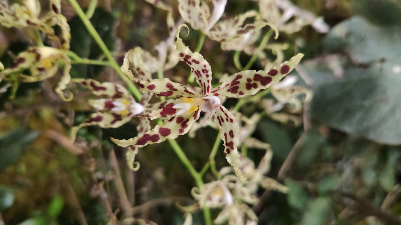 Imagen de una de las orquídeas