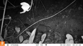 Cusumbo o coatí de montaña (Nasua olivacea) registrado mediante cámara trampa en la Reserva Distrital de Humedal Torca–Guaymaral, Bogotá D. C, 2025.