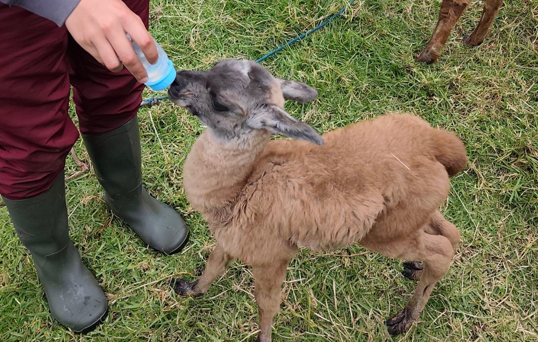Historia de Asha y su cría Aarón llamas en Bogotá operativo IDPYBA