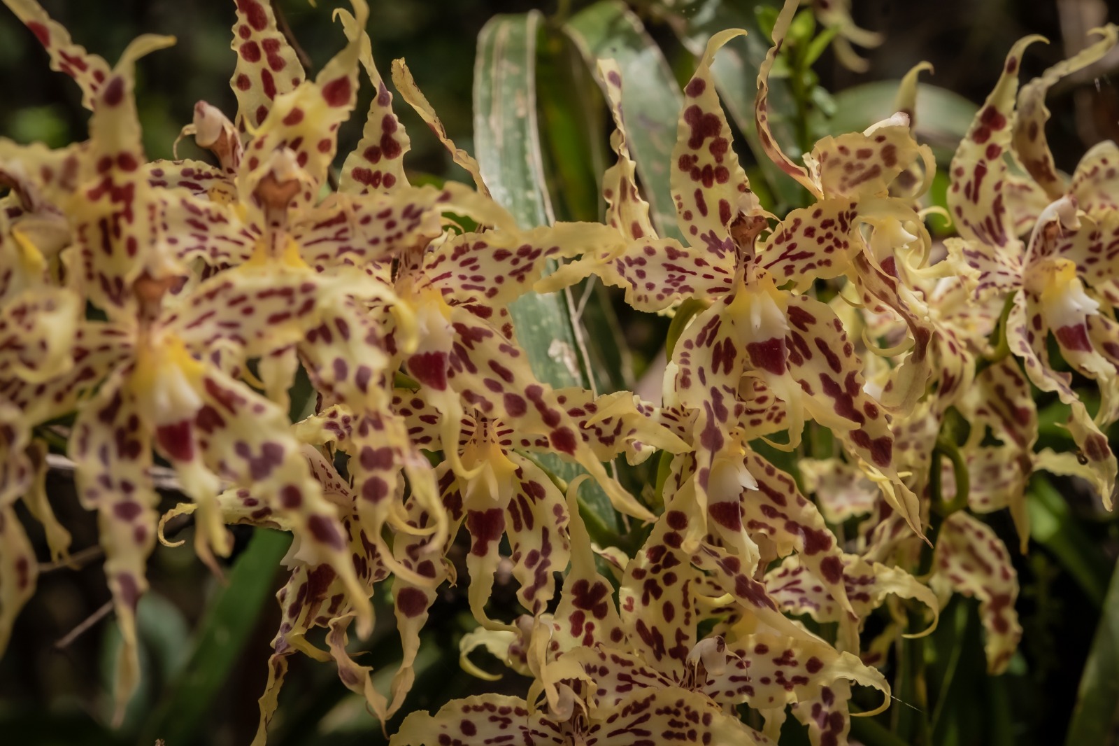 Oncidium gloriosum – Crédito Sebastián Mora