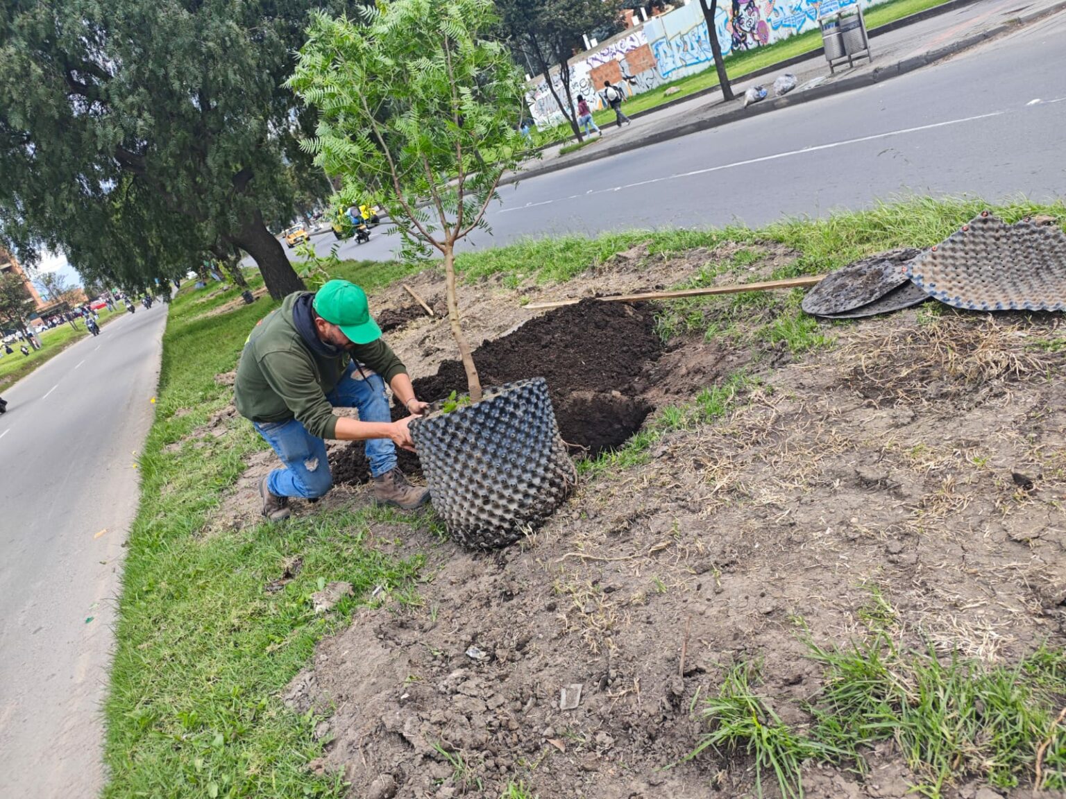 Un señor sembrando un árbol