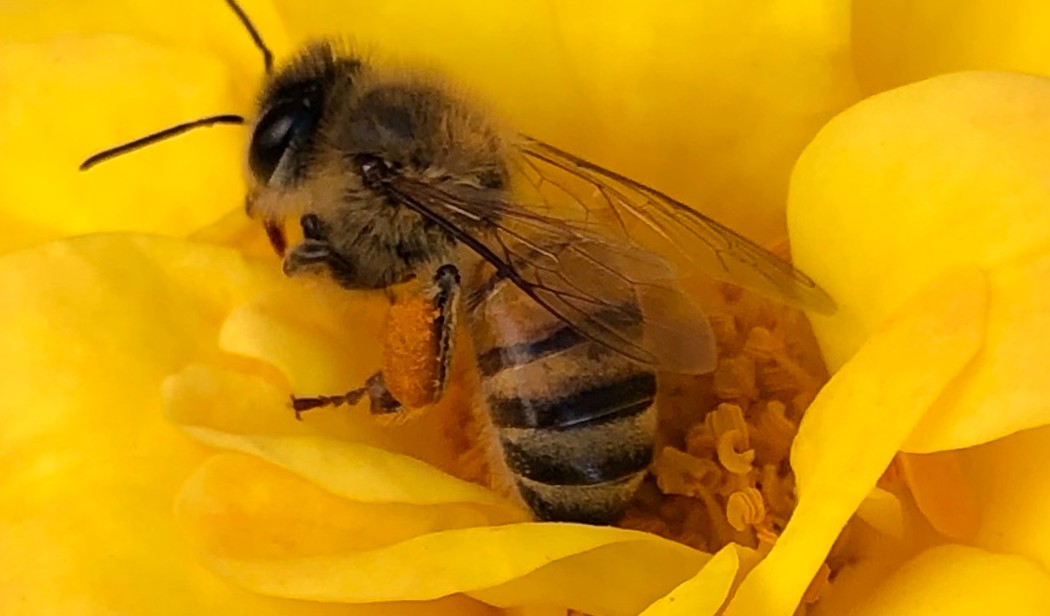 Es la abeja melífera un peligro para las abejas nativas?