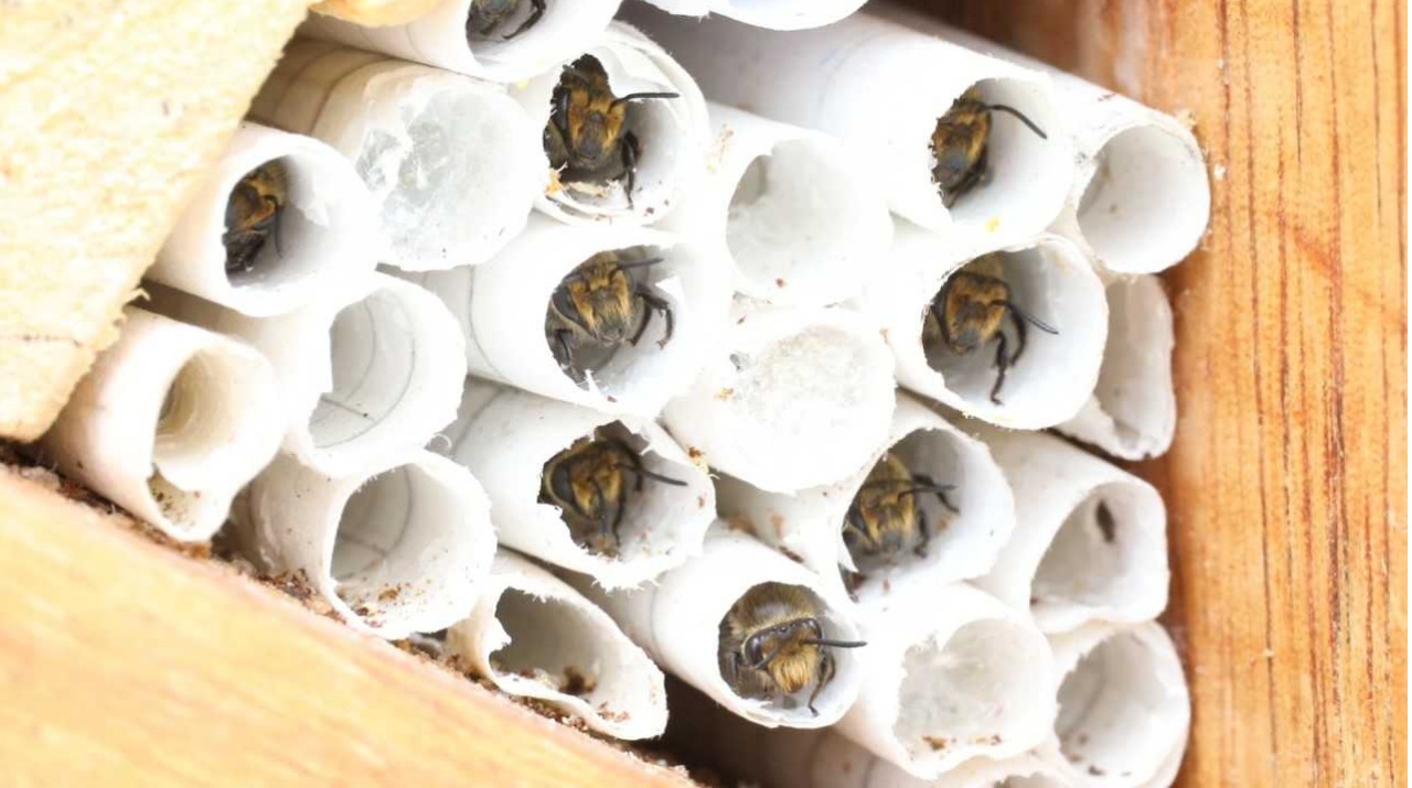 ​​​​​​'Hoteles' para abejas