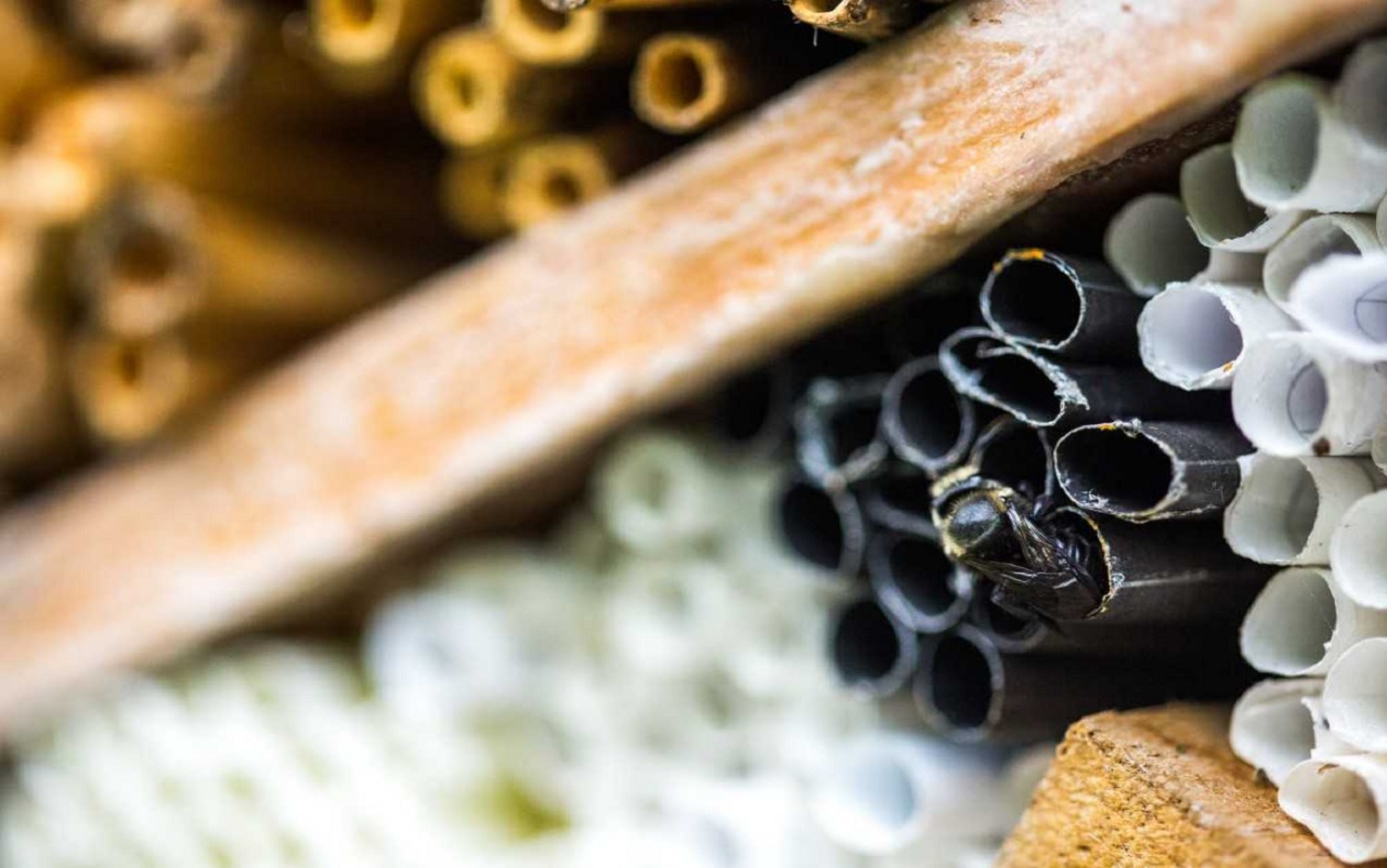 'Hoteles' para abejas en Jardín Botánico