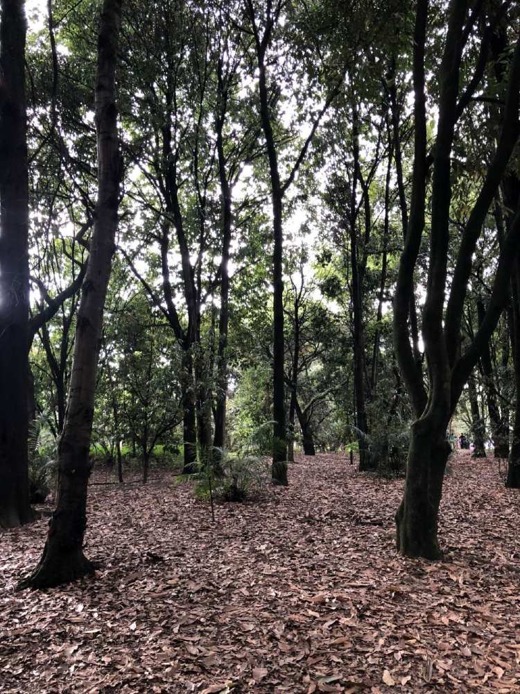 Imagen de árboles en el Jardín Botánico 