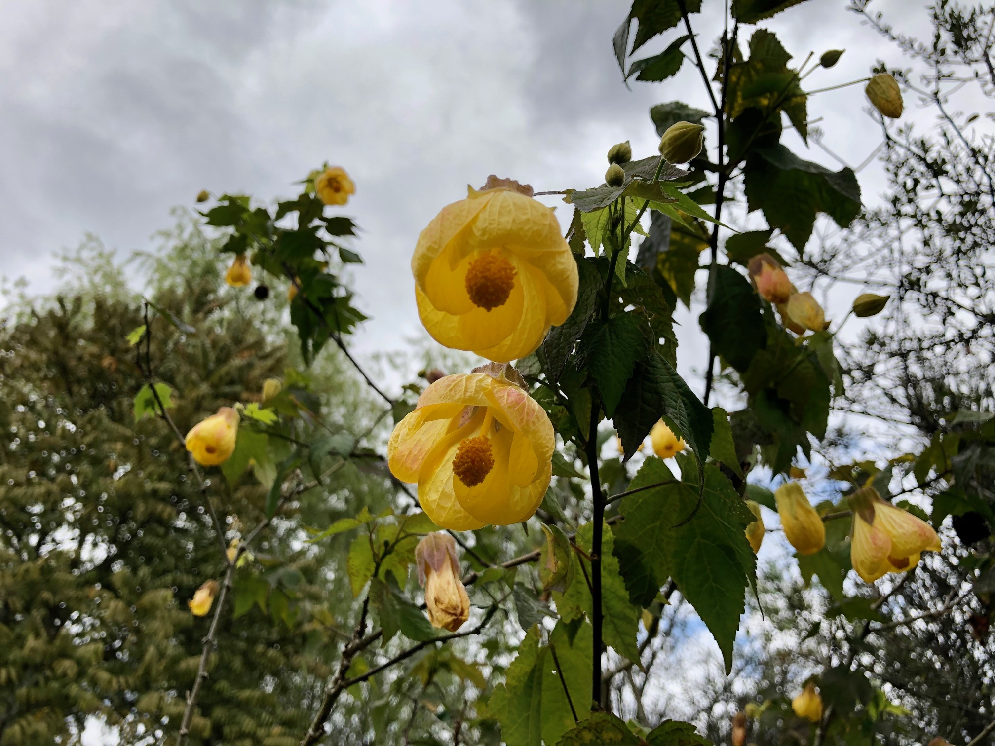 Imagen de las flores amarillas del abutilón.