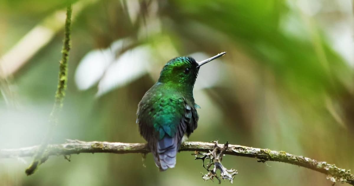 agrediendo aves silvestres con cauchera.