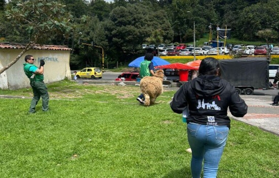 Se realizó aprehensión de alpaca en Bogotá sometida a maltrato animal 