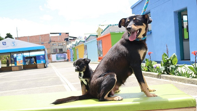 Protección Animal