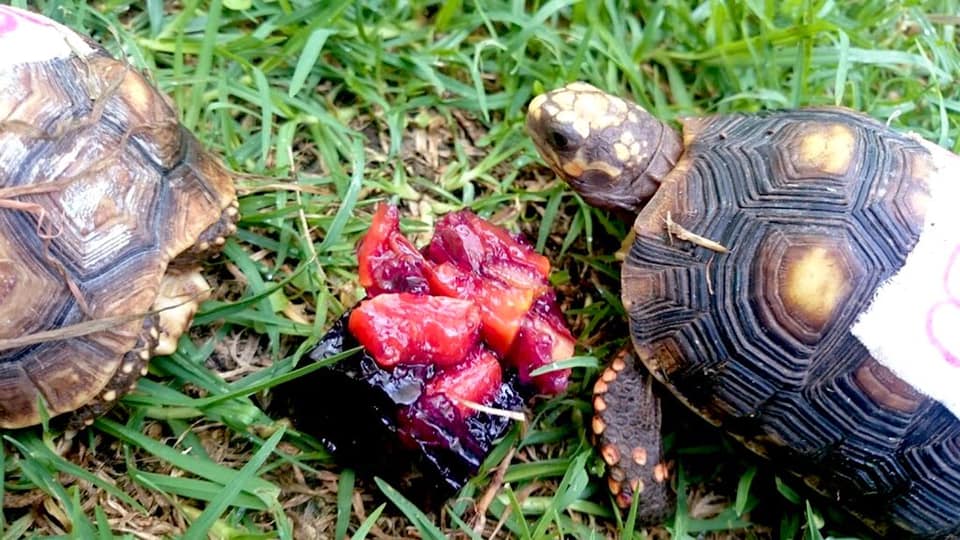 Imagen de tortugas alimentandose