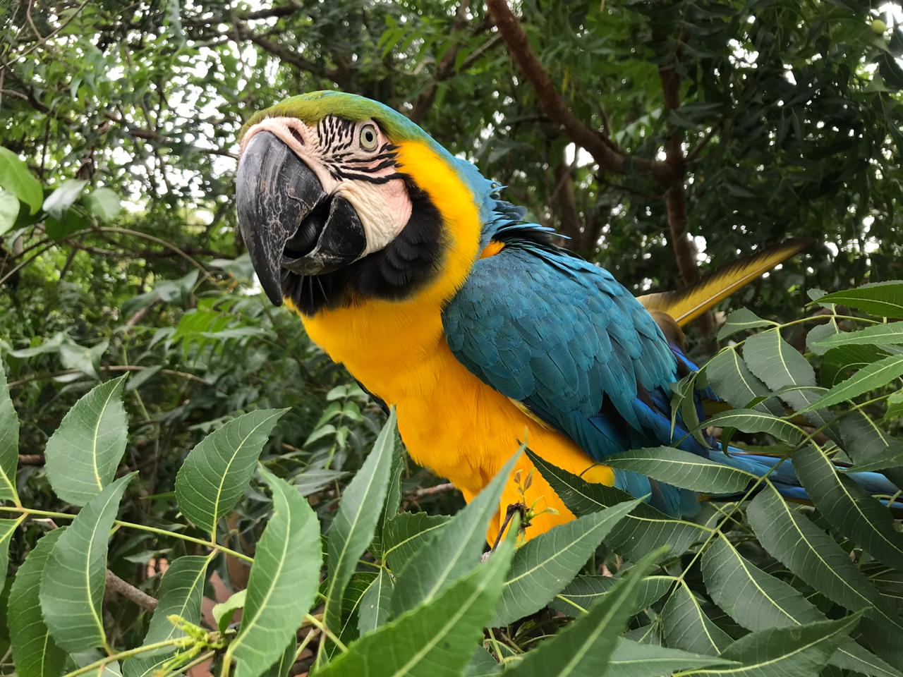 Liberación de animales silvestres