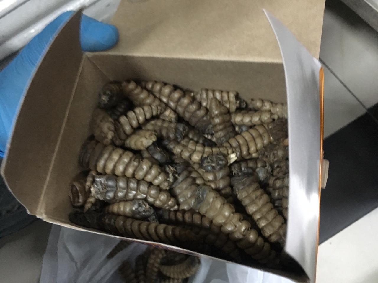 Animales silvestres sacrificados para elaboración de productos
