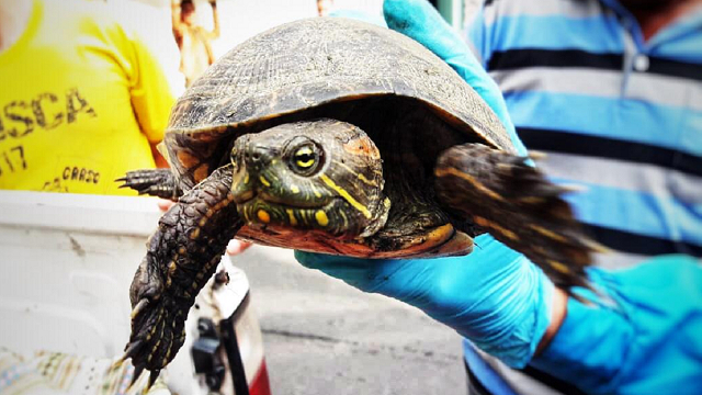 animales silvestres recuperados en Bogotá