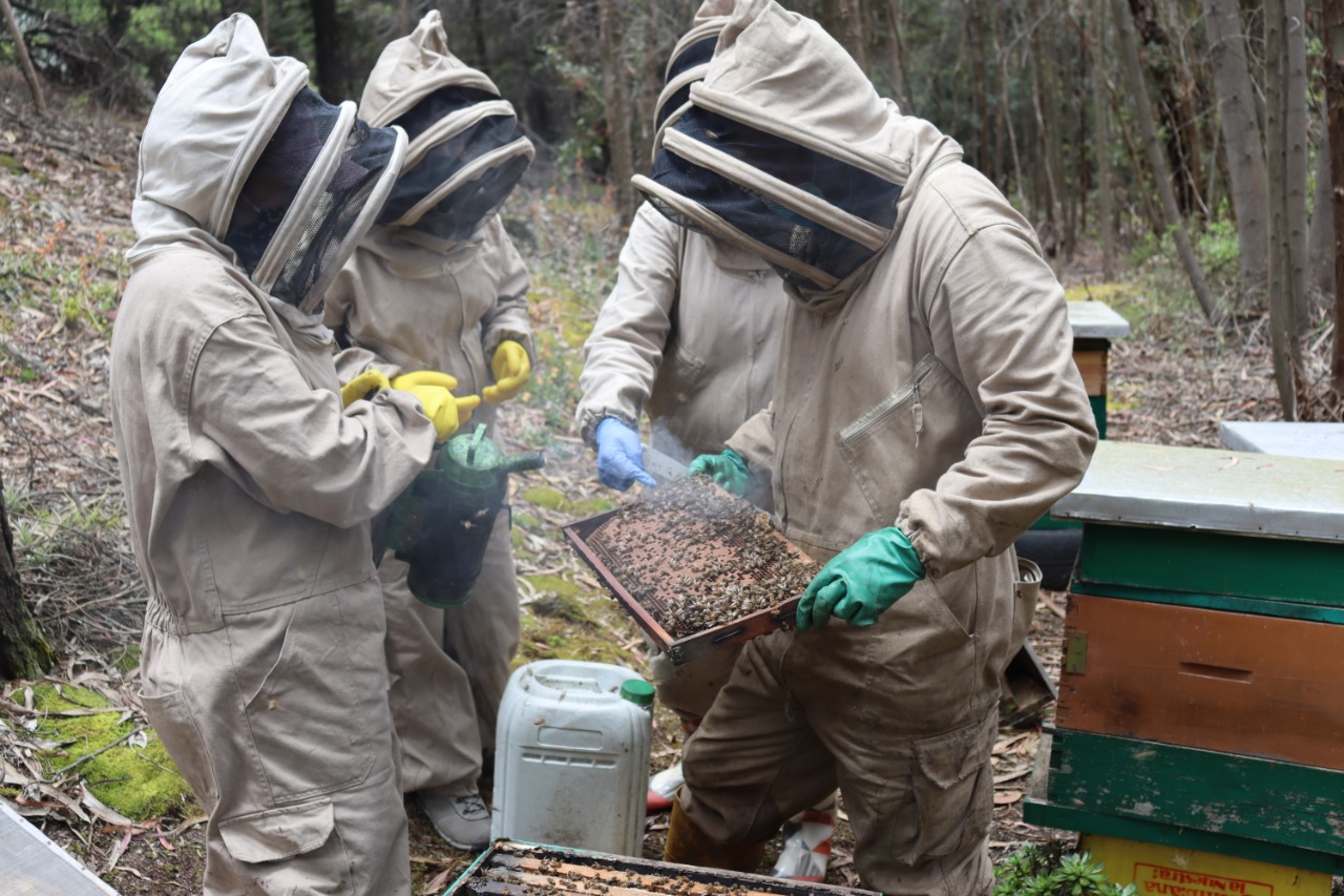 Imagen de actividades de apicultura en zonas rurales de Bogotá.