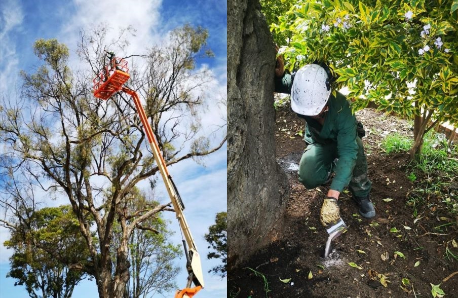 Imagenes de las actividades de mantenimiento del árbol