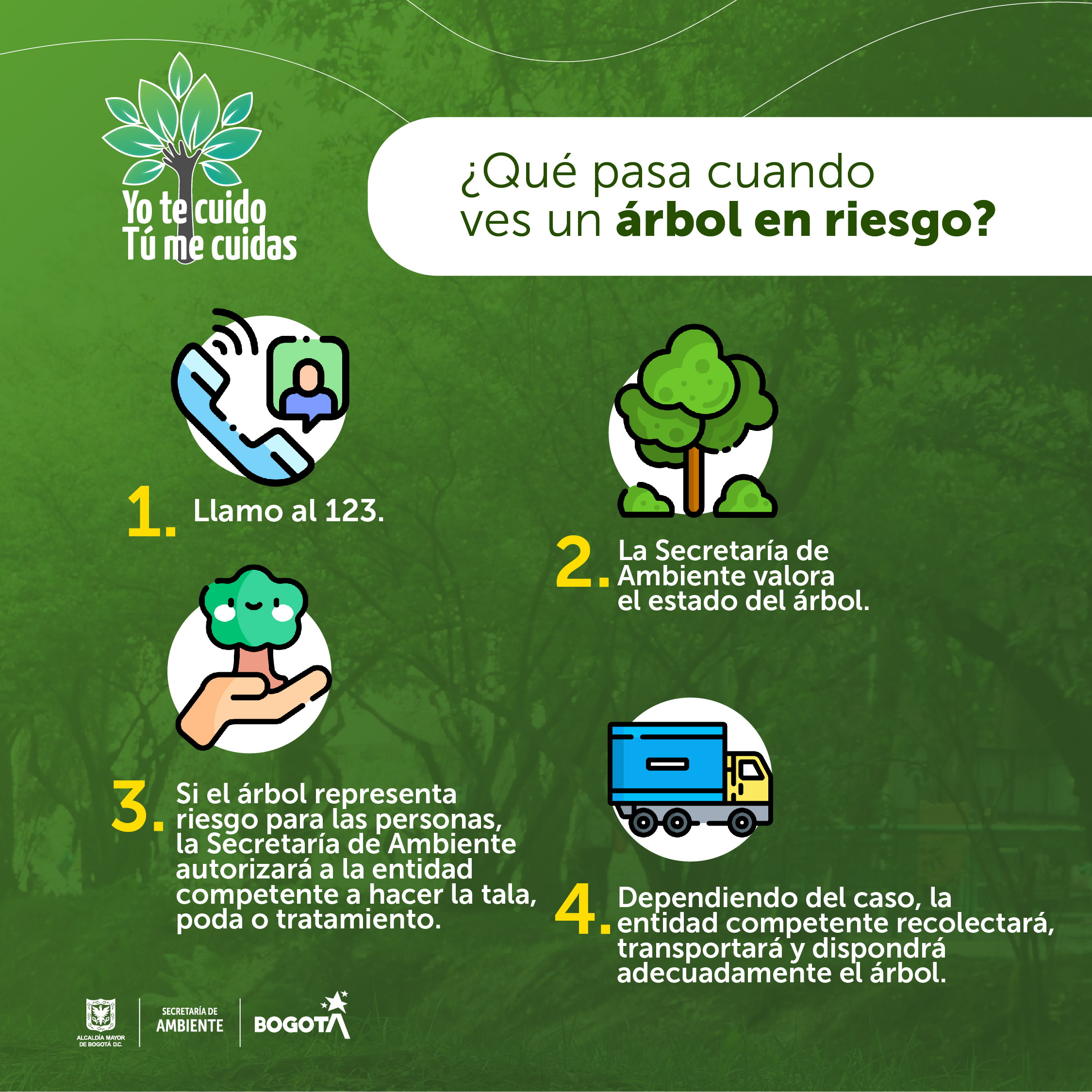 Cómo reportar un árbol a punto de caer o en mal estado en Bogotá