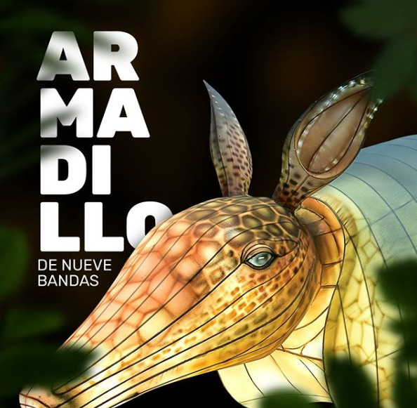 Armadillo en la Sabana