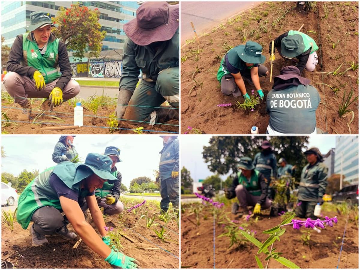 Personal del Jardín Botánico de Bogotá realiza labores de siembra y mantenimiento en las jardineras de la calle 26
