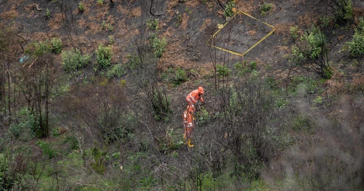 Avanza restauración Parque Entrenubes de Bogotá afectado por incendios