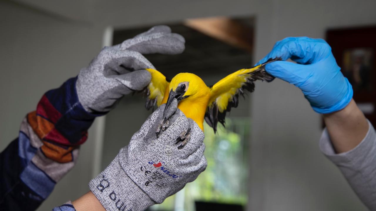 Imagen de un ave de color amarillo