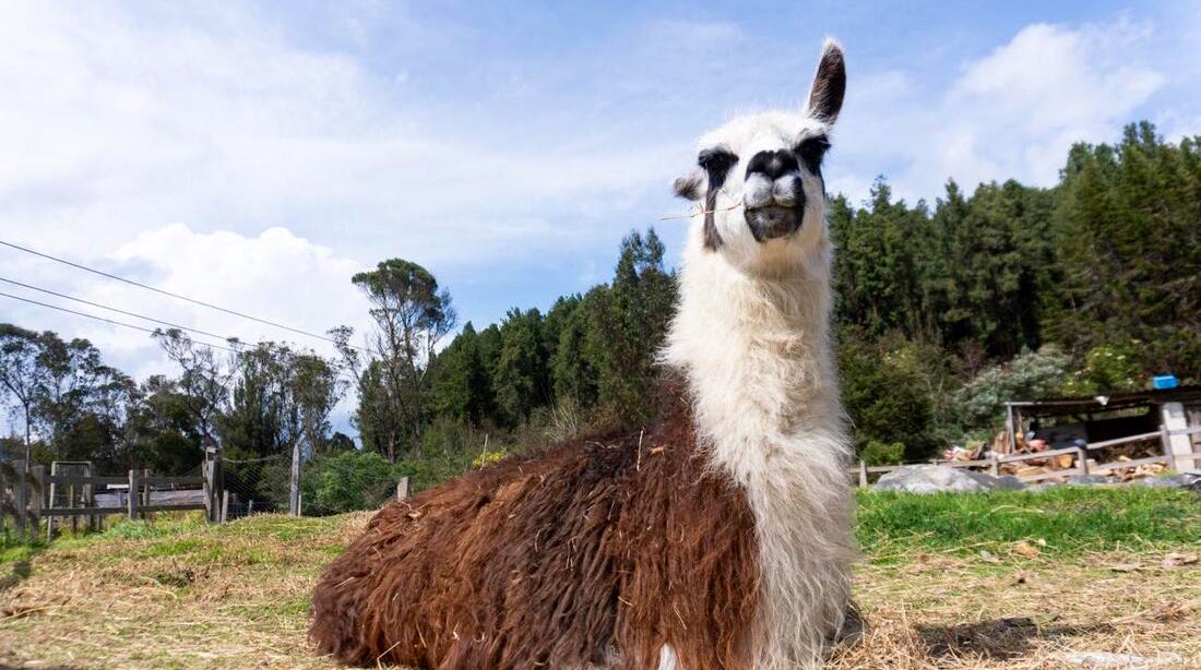 Llama