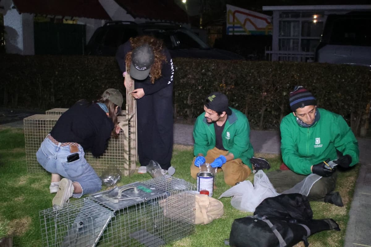 Profesionales de la Secretaría de Ambiente en operativo de rescate a tigrillo en Suba