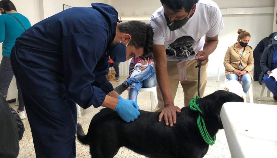veterinario