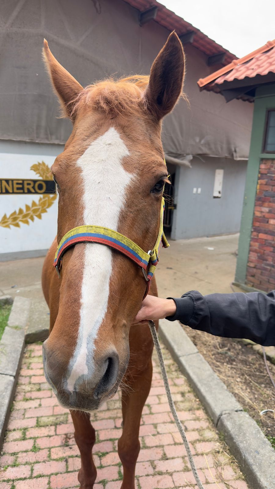 Bogotá abre convocatoria para adopción de perros y caballos retirados